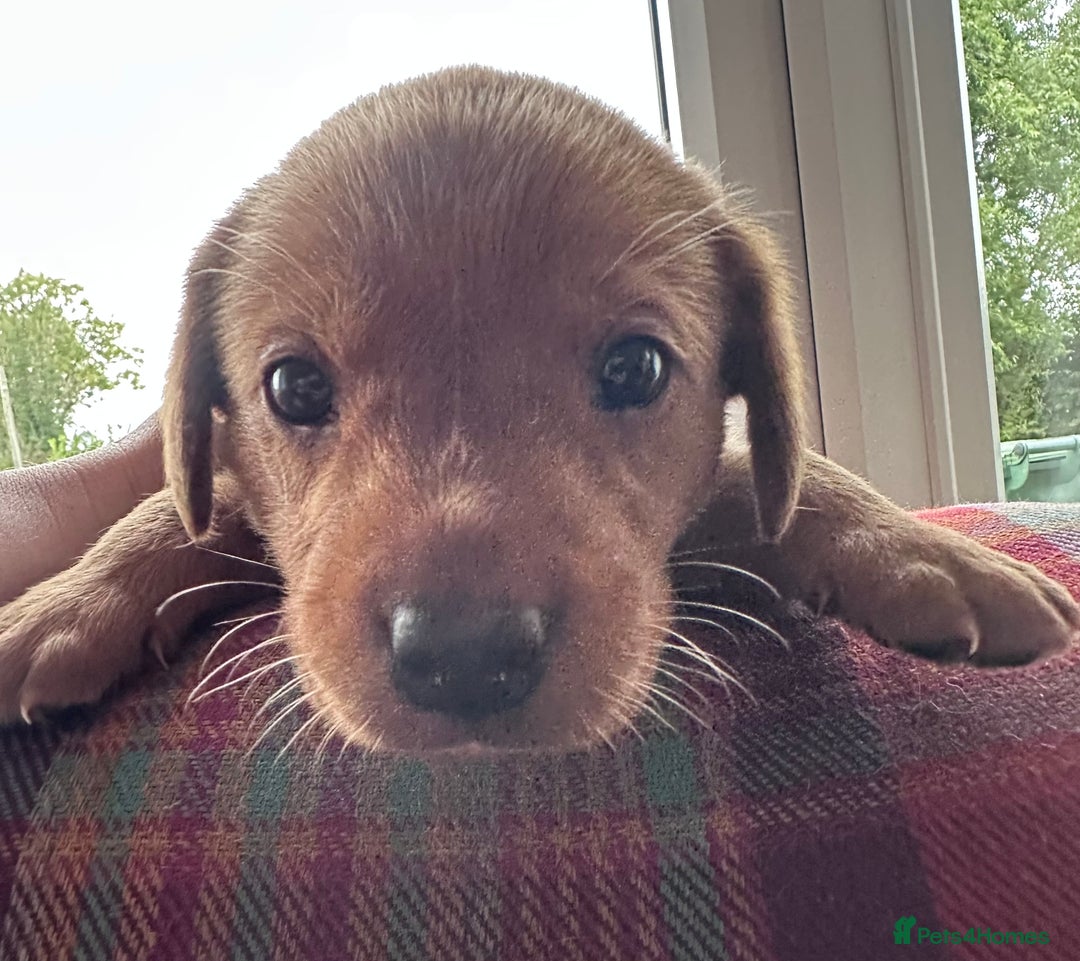 Labrador Retriever dogs for sale: Excellent Labrador puppies for sale - Image 11