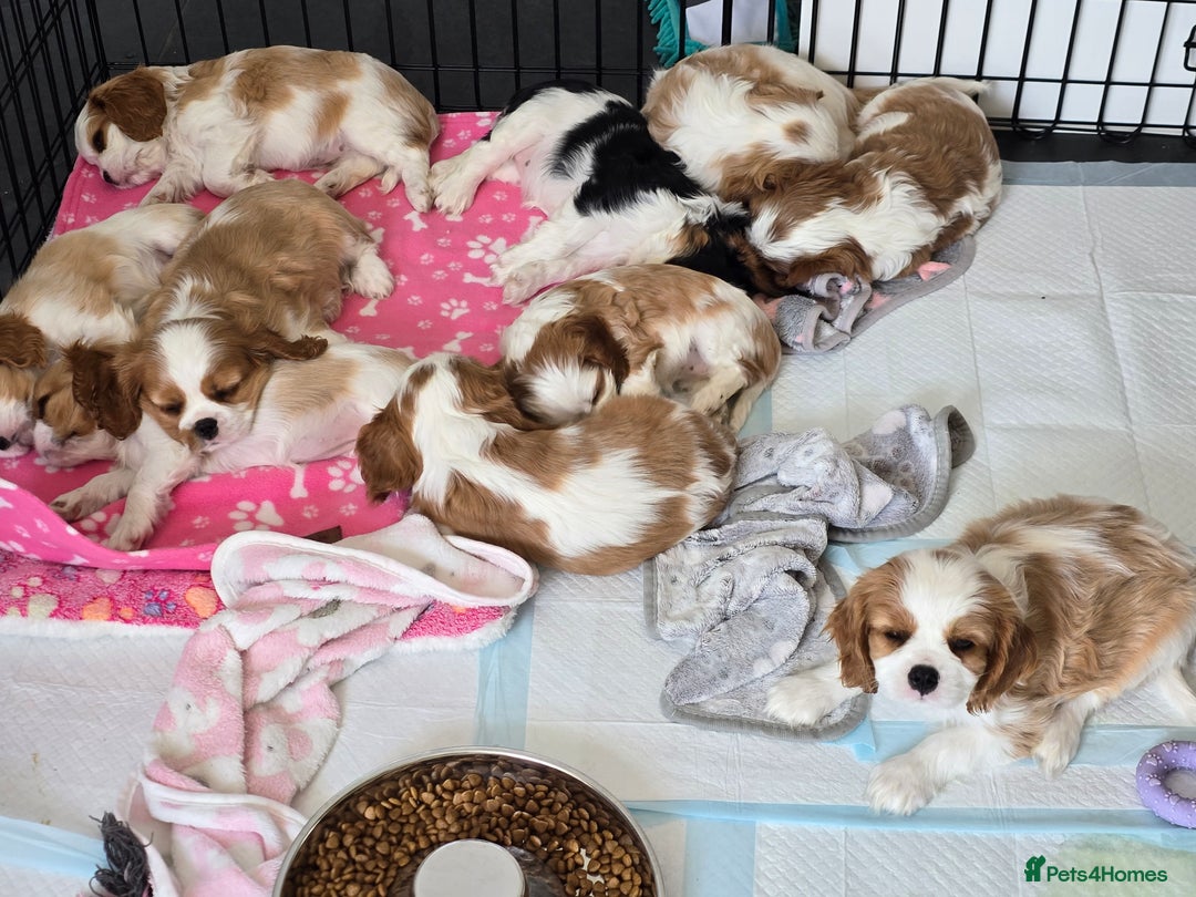 Cavalier King Charles Spaniel dogs for sale: READY NOW Fully health tested included MRI scan  - Image 26