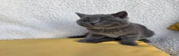 British Shorthair cats for sale: BEAUTIFUL BRITISH SHORTHAIR KITTENS  - Advert 28