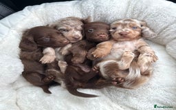 Miniature Dachshund dogs for sale: Isabella-choco long&short hair miniature dachshund - Image 1
