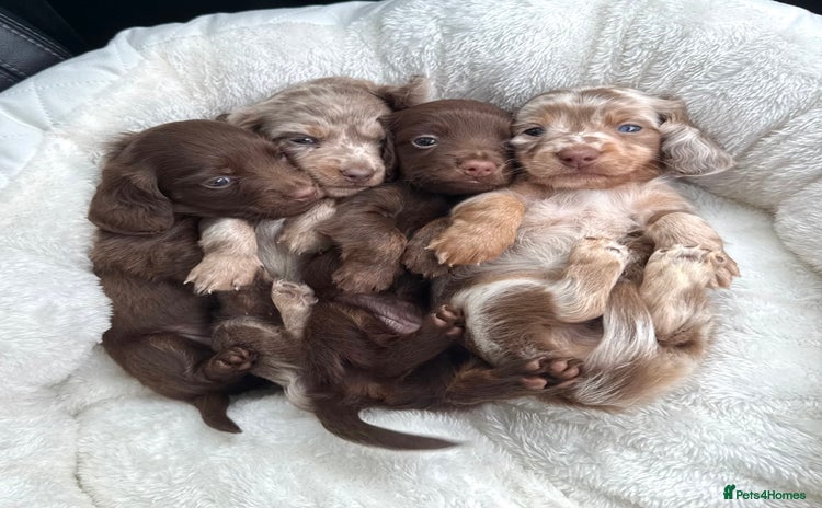 Miniature Dachshund dogs - Advert 15