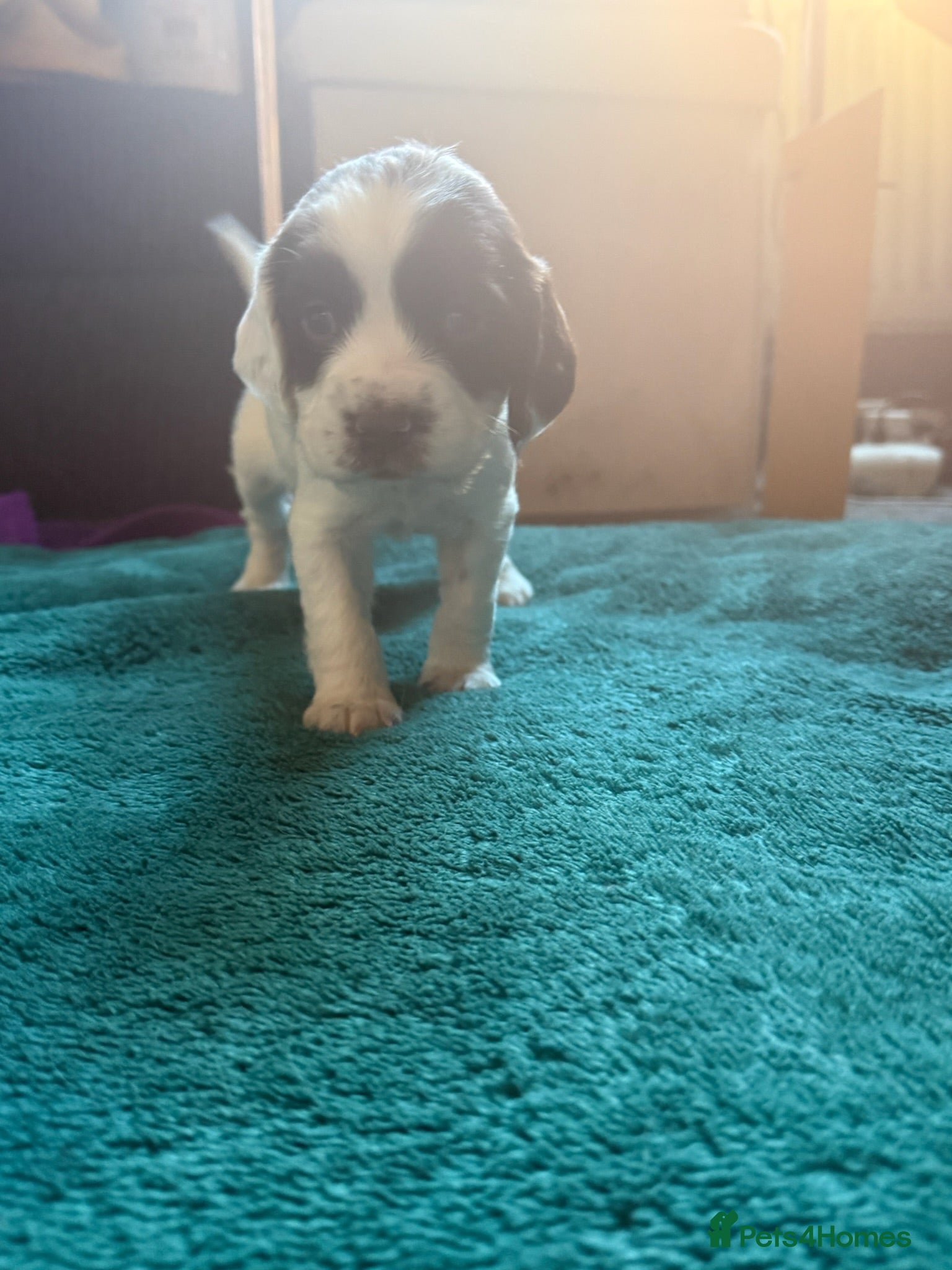 Sprocker dogs Sprocker ⭐️only 3 girls left ⭐️ - Advert 2