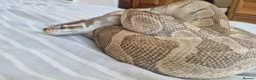 Python Snake reptiles for sale: Male adult butter enchi royal python - full set up in Eastleigh - Advert 2