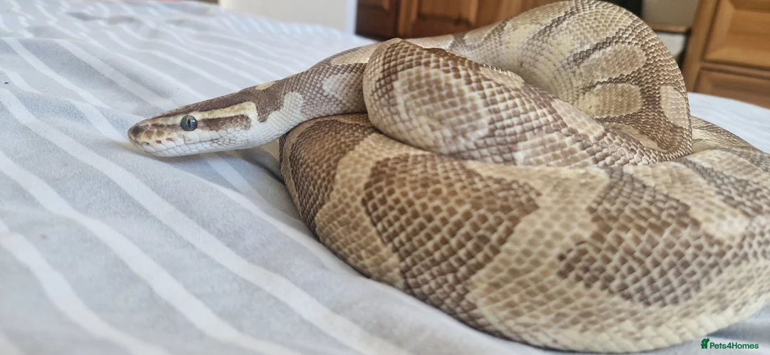 Python Snake reptiles for sale: Male adult butter enchi royal python - full set up in Eastleigh - Advert 2