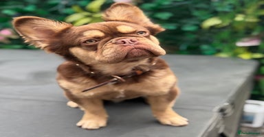 French Bulldog dogs - Advert 8