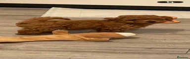 Cavapoo 2