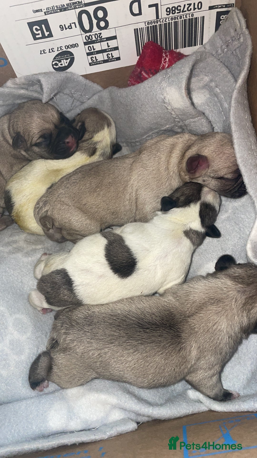 Frug dogs for sale: Frug puppies  - Image 4