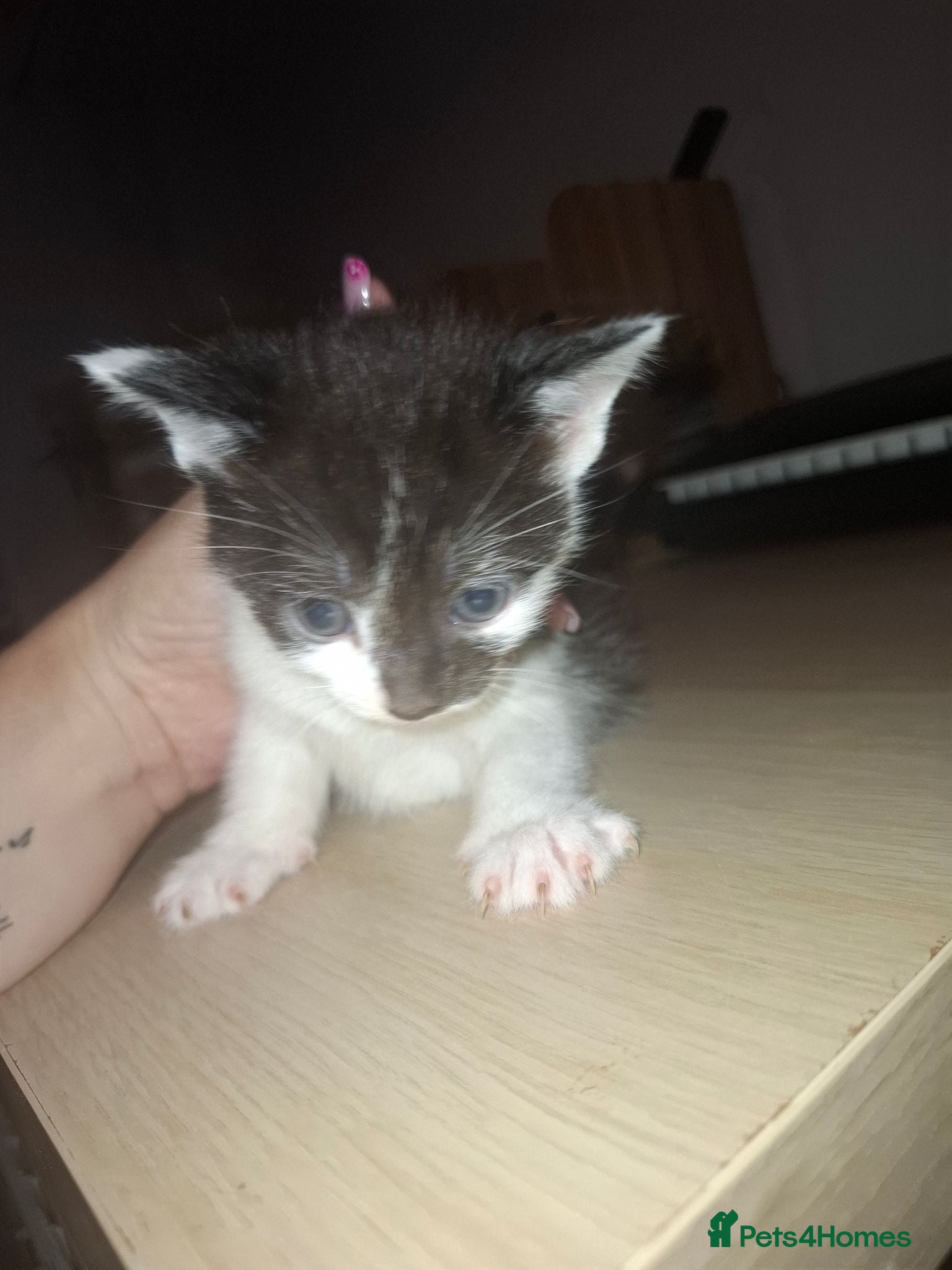 Mixed Breed cats 4 kittens  - Advert 1