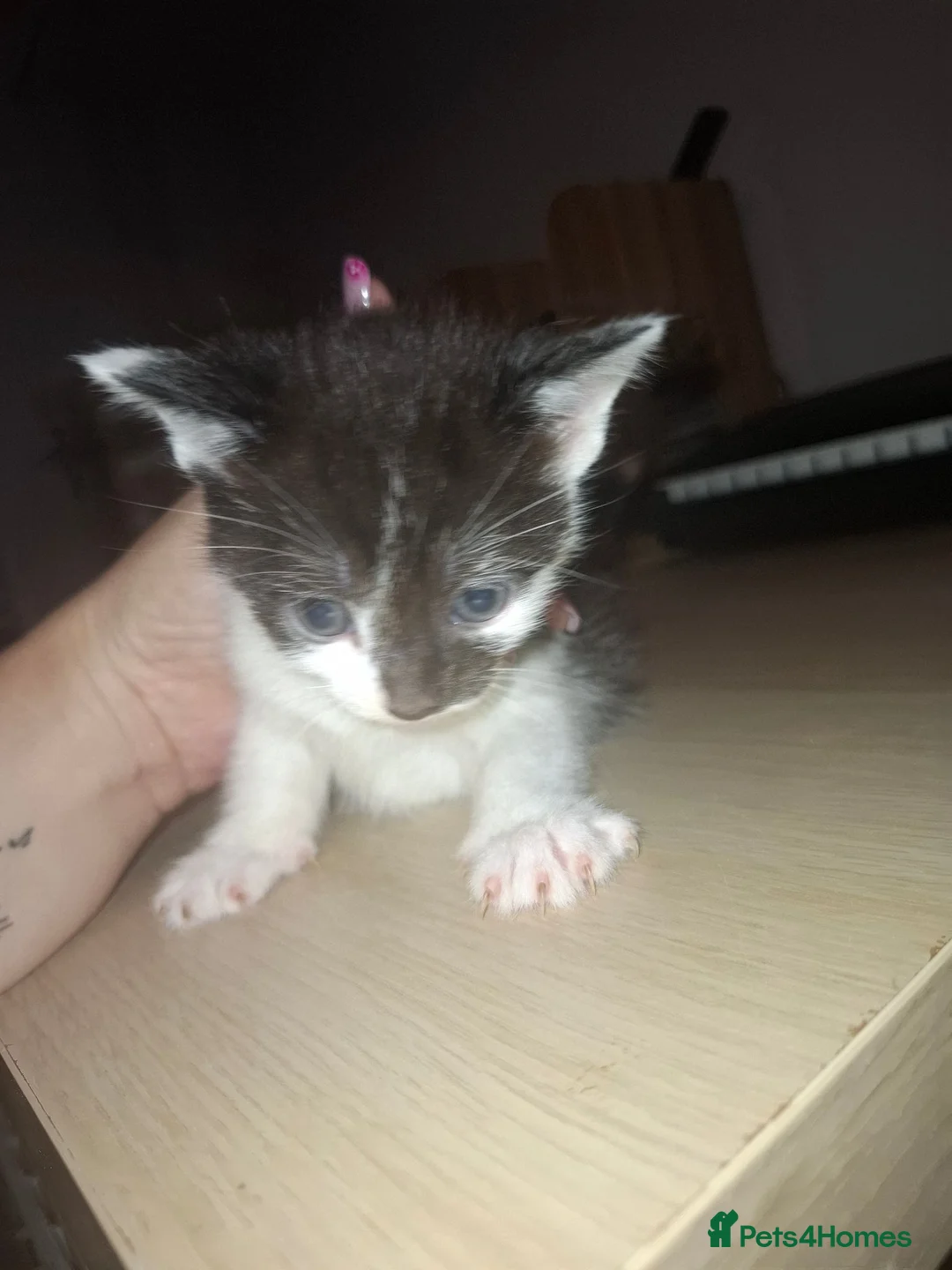 Mixed Breed cats for sale: 4 kittens  - Advert 2