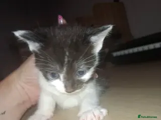 Mixed Breed cats 4 kittens - Advert 1