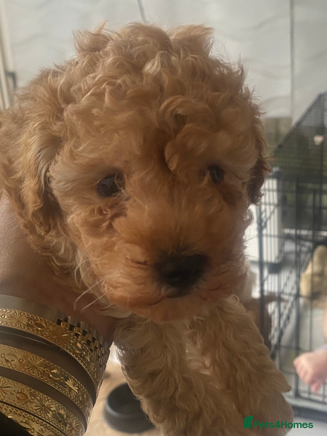 Toy Poodle dogs for sale: Male toy poodles - Image 7
