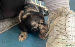 Cocker Spaniel dogs for sale: Working cocker spaniel puppies - Image 2