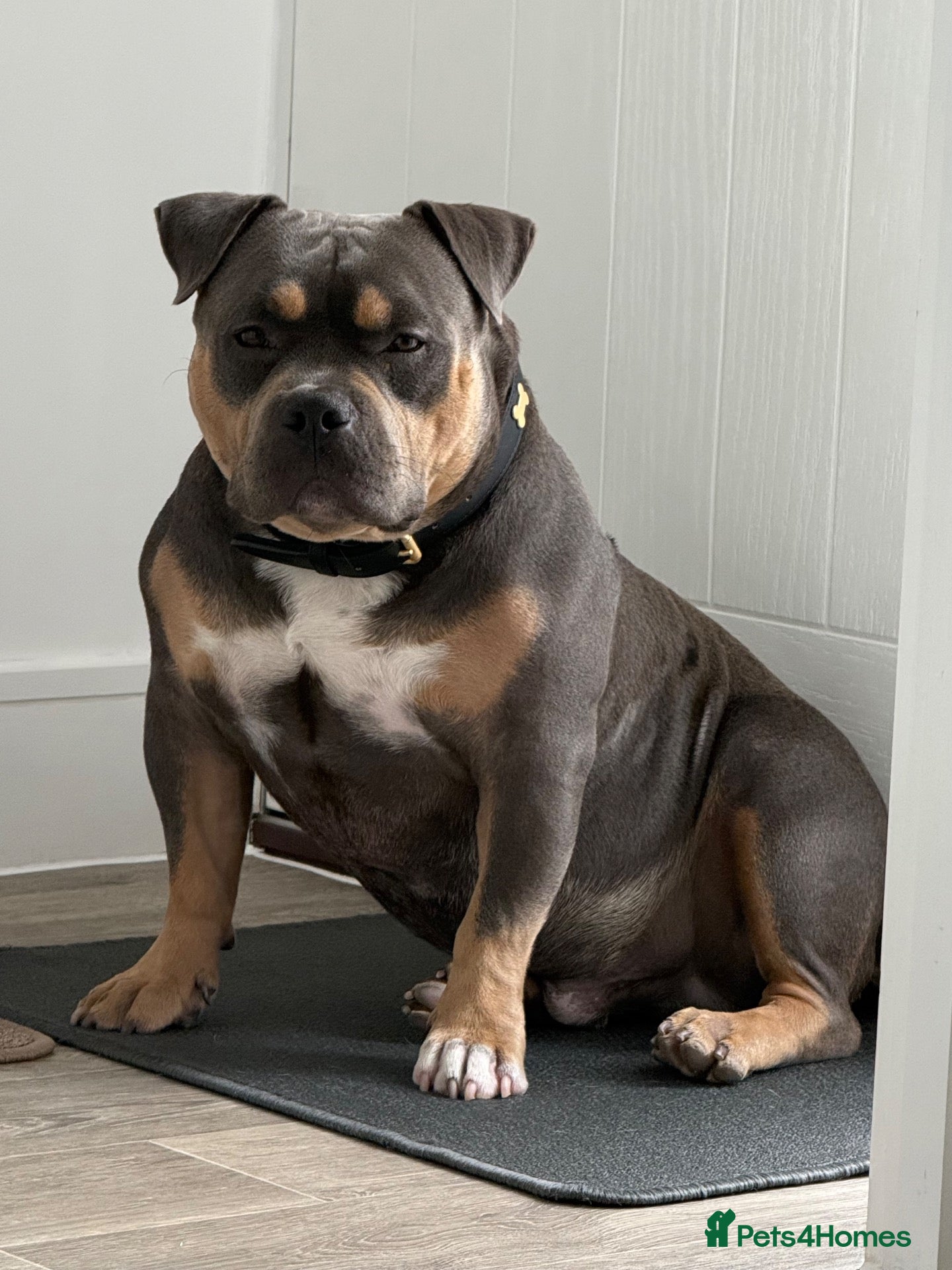 American Bully dogs Hulk–Stunning Pocket Bully STUD|ABKC Registered - Advert 1
