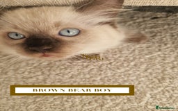 Ragdoll cats for sale: GORGREOUS 1/2 PEDIGREE RAGDOLL KITTENS 💗 - Image 8