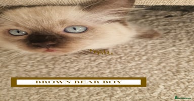 Ragdoll cats - Advert 9