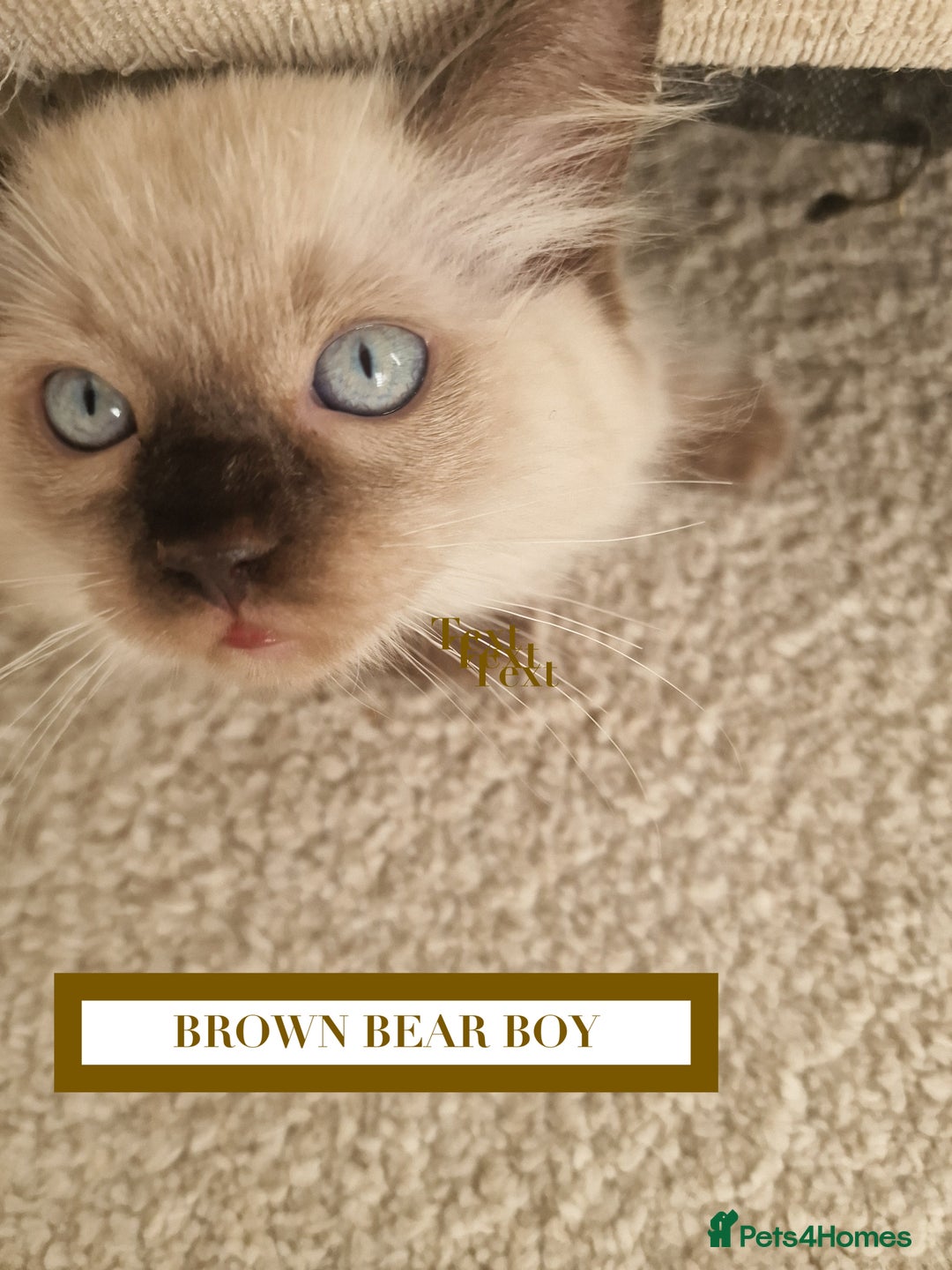 Ragdoll cats for sale: GORGREOUS 1/2 PEDIGREE RAGDOLL KITTENS 💗 - Image 8