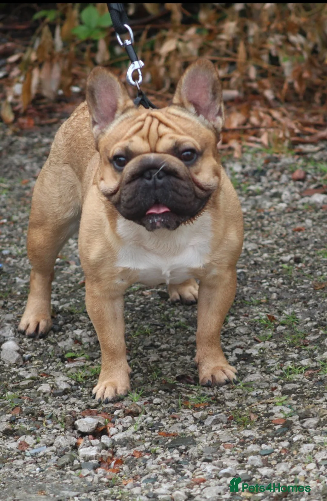 French Bulldog dogs for stud: French bulldog  in Manchester - Advert 6