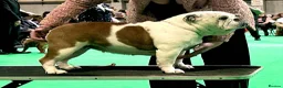 English Bulldog dogs for sale: Double CRUFTS winners bred bulldog puppies  - Advert 8