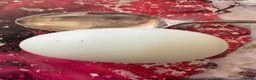Chickens poultry for sale: Chicks, chickens, hatching eggs silkies Aracuanas - Advert 16