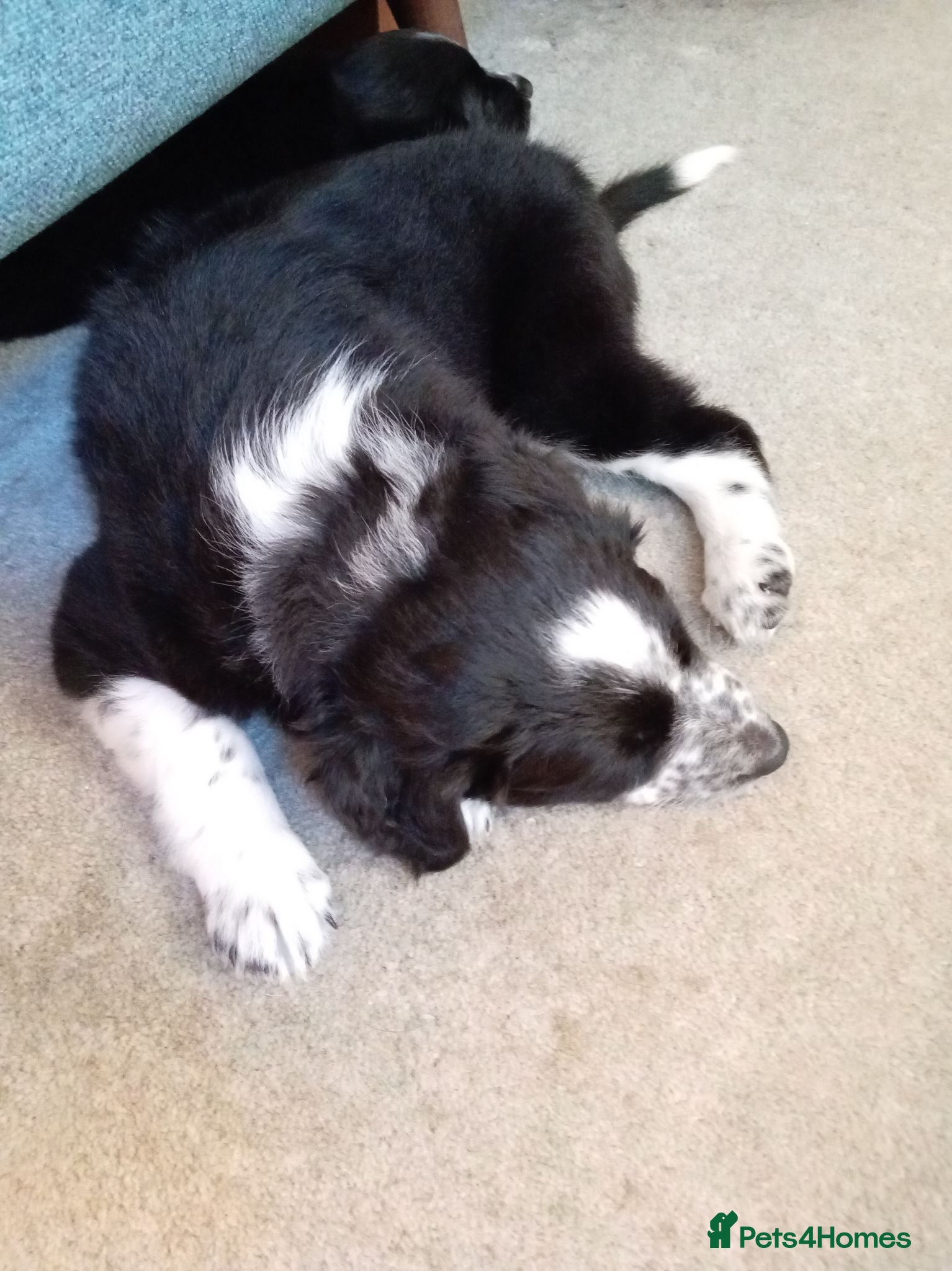 Mixed Breed dogs Bodacion x Long Haired Border Collie Puppies  - Advert 2