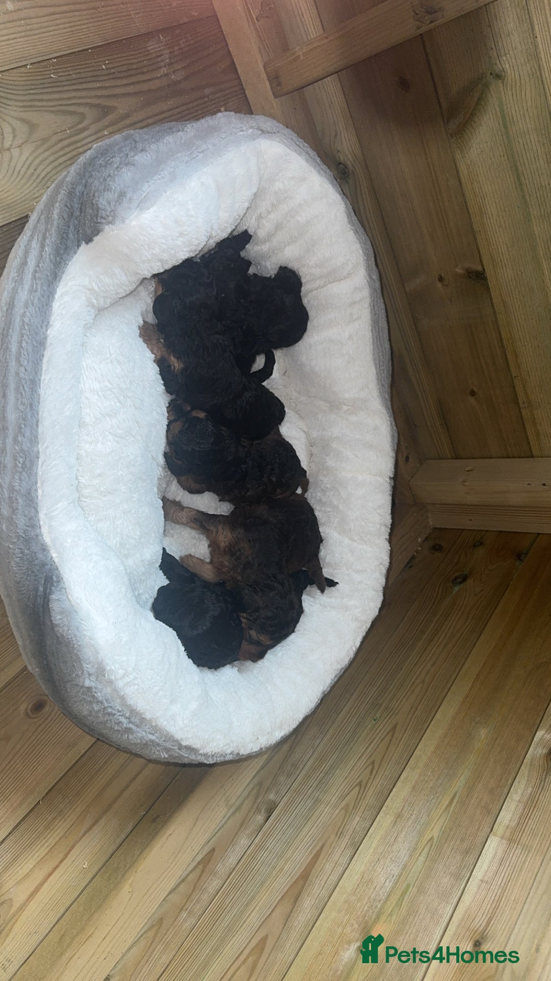 Cockapoo dogs for sale: Toy miniature cockapoo puppy’s  - Image 17