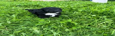Nettle