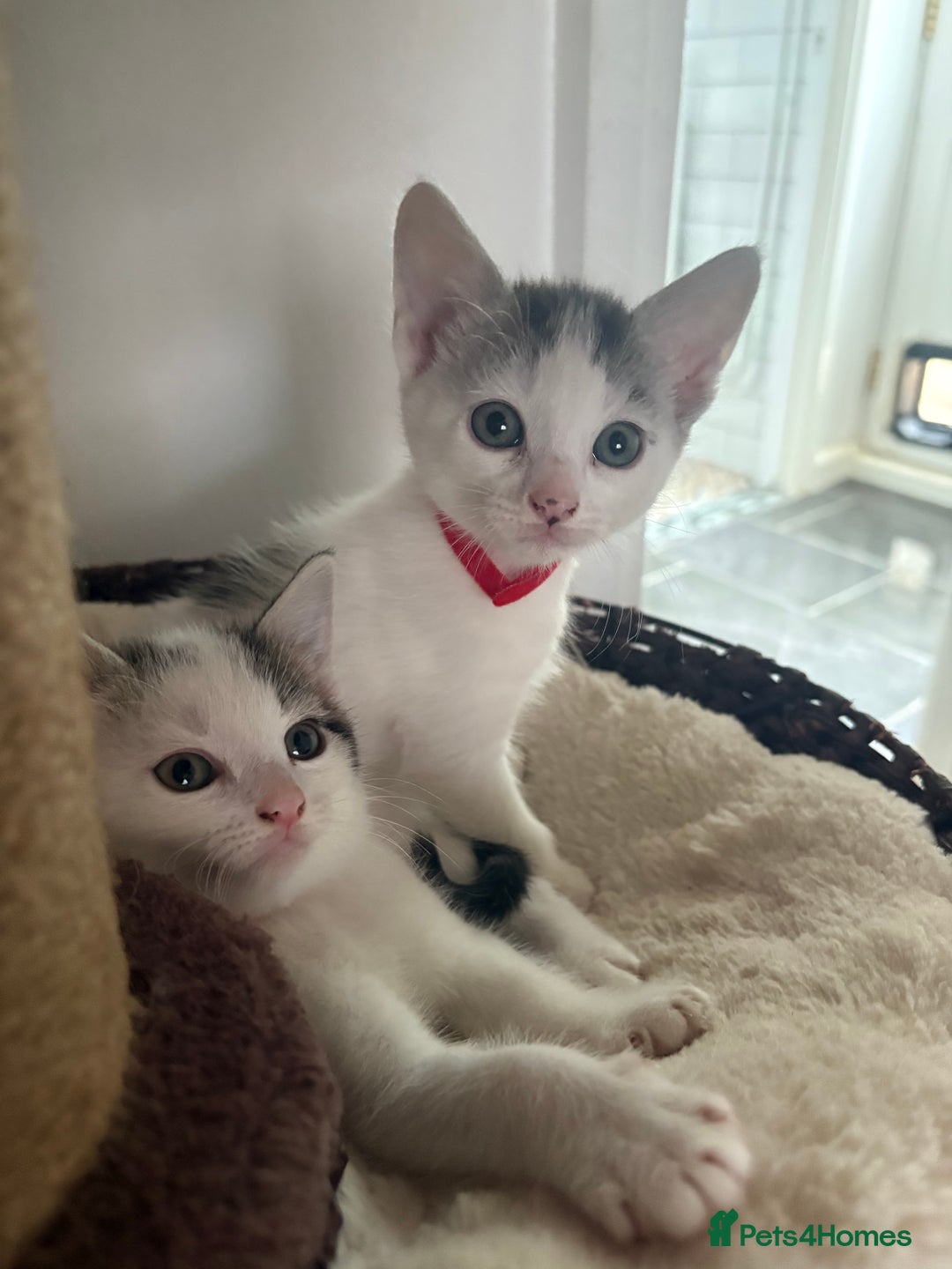 Mixed Breed cats for sale: Beautiful mixed breed kittens - Image 19