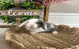 Mini Lop rabbits for sale: Litter of mini lop babies  - Image 8