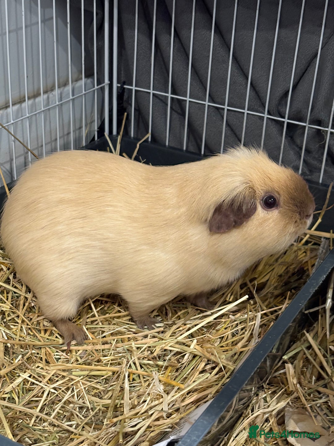 Guinea Pig rodents for sale: 2 x Gorgeous Bonded Guinea Pigs £30 - Advert 2