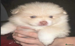 Pomeranian dogs for sale: Rare Pomeranian blue eyed puppys - rare colours - Image 6