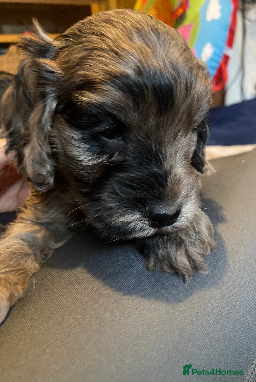 Cockapoo dogs for sale: Beautiful Blue Merle babies  - Advert 4