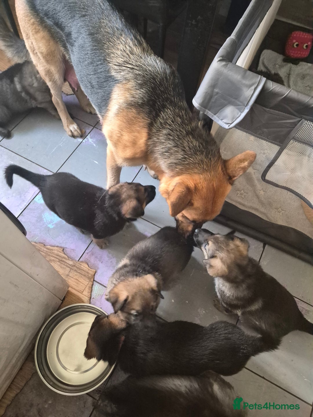 German Shepherd dogs for sale: 8 beautiful GSD puppies for sale  - Advert 27