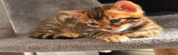 Bengal cats for sale: Kitten boys Bengal  - Advert 3