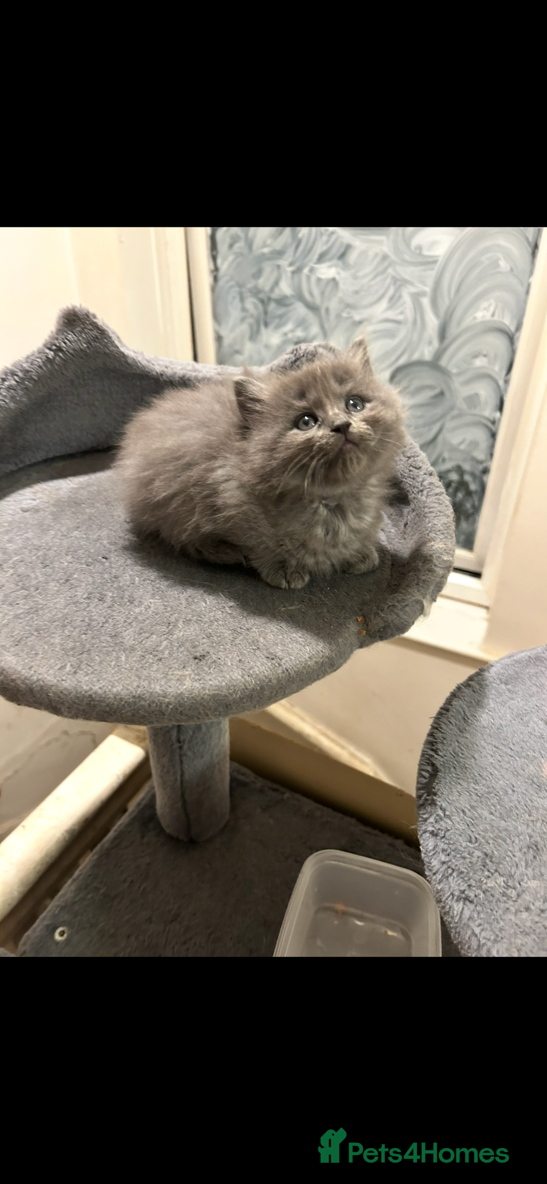 British Longhair cats for sale: Beautiful kittens  - Image 2
