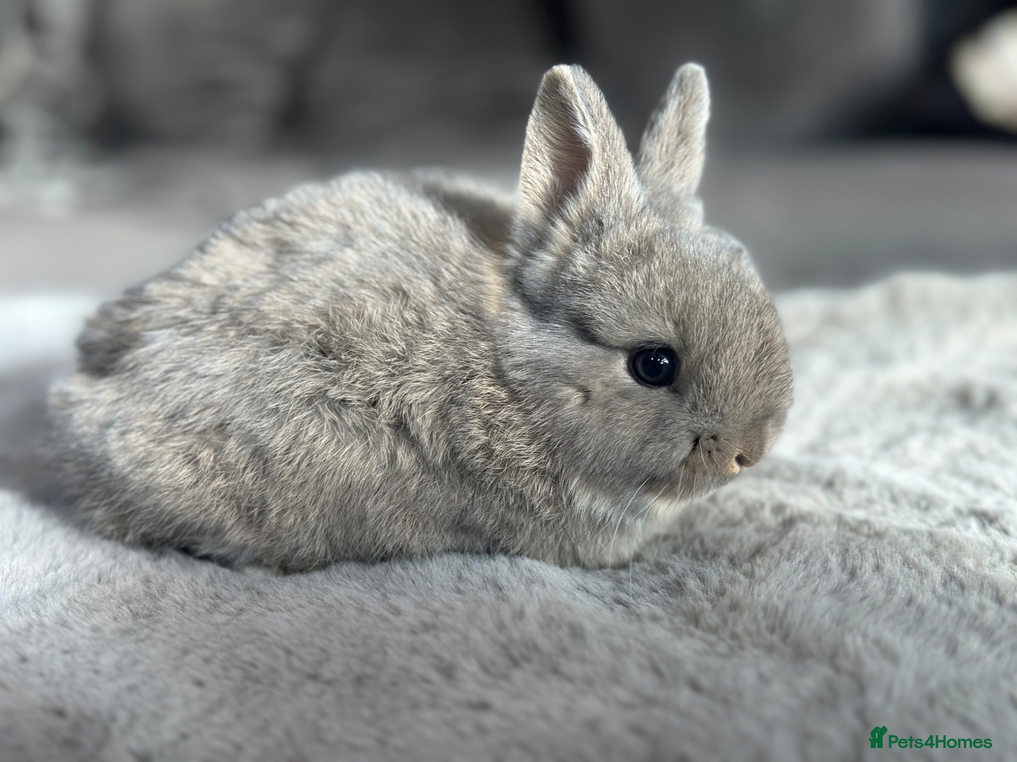 Netherland Dwarf rabbits Netherland dwarf lap bunny - Advert 9