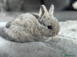 Netherland Dwarf rabbits Netherland dwarf lap bunny - Advert 11