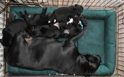 Staffordshire Bull Terrier dogs for sale: Kc registered Staffordshire Bull terrier pups - Image 17