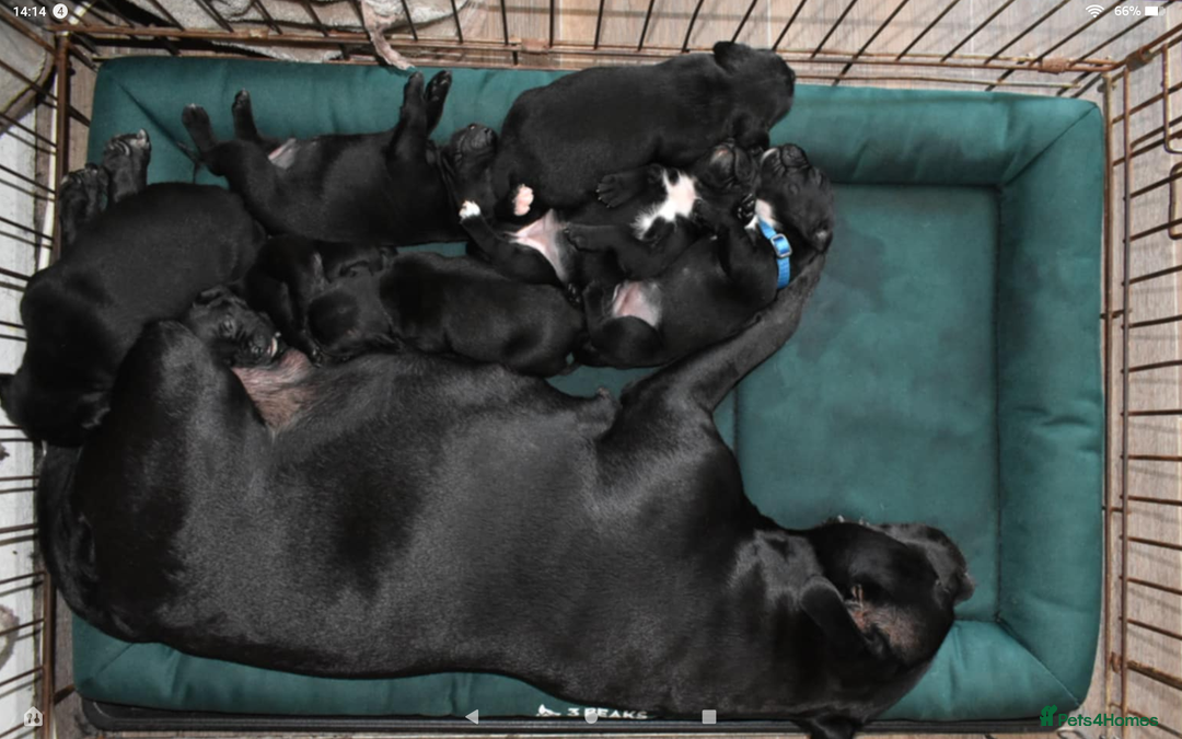 Staffordshire Bull Terrier dogs for sale: Kc registered Staffordshire Bull terrier pups - Image 17
