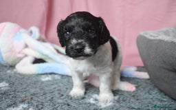 Cockapoo dogs for sale: Bouncy black & white Cockapoo - Image 8