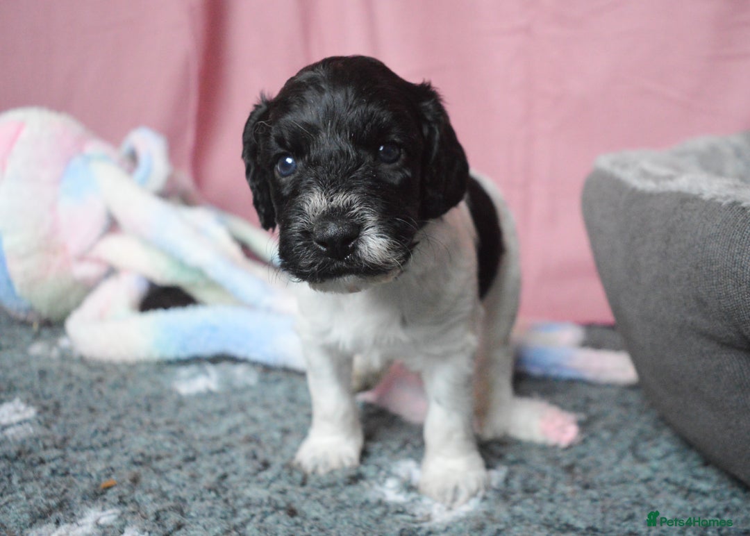 Cockapoo dogs for sale: Bouncy black & white Cockapoo - Image 8