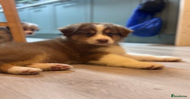 Australian Shepherd dogs - Advert 5