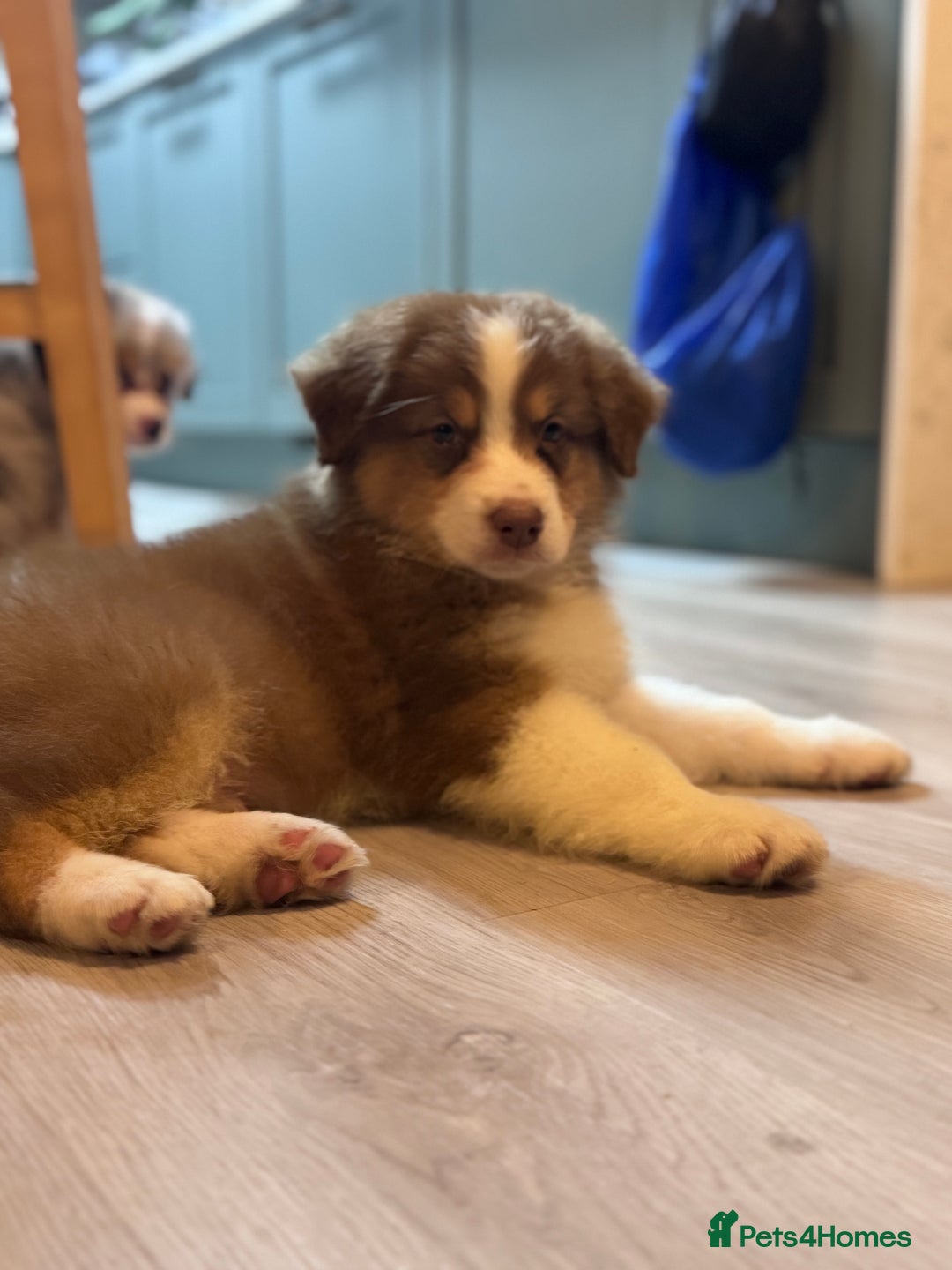 Australian Shepherd dogs for sale: Superbly Bred, Top Quality Pups - Image 3