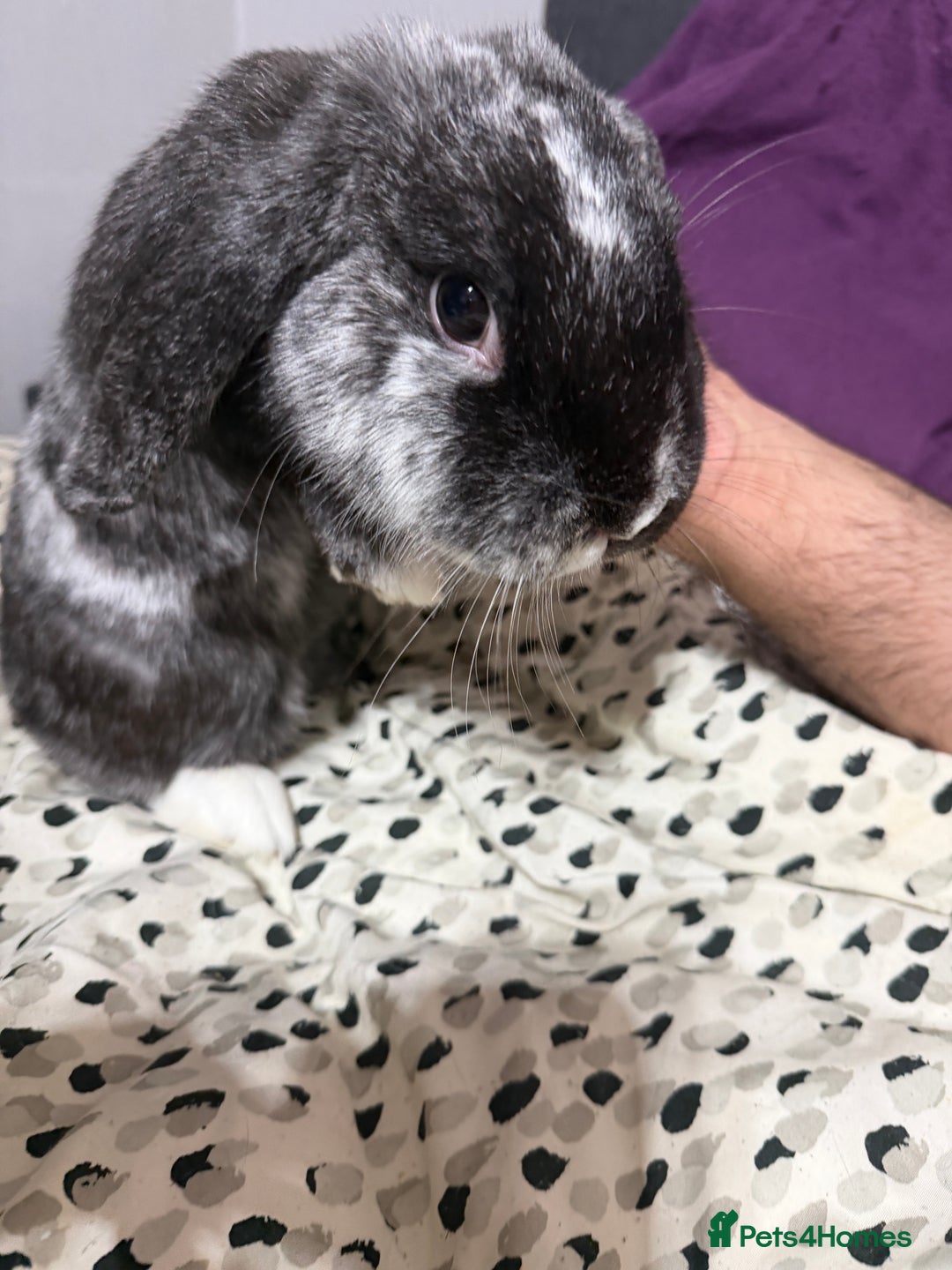 English Lop rabbits for sale: Two bonded female rabbits - Advert 2