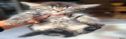 British Shorthair cats for sale: Stunning British Shorthair Kittens Ready Now! - Advert 32