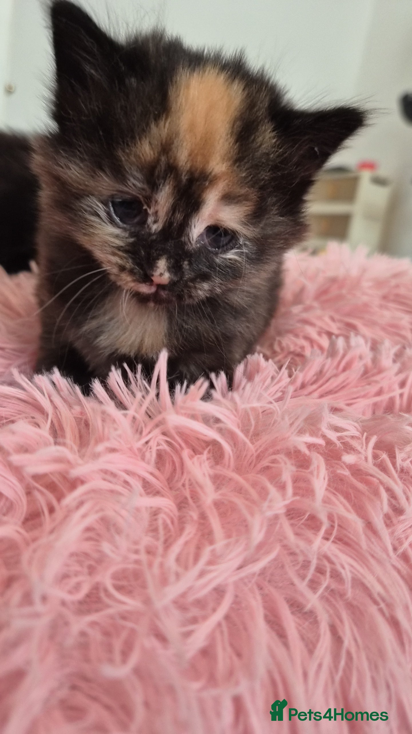 Maine Coon cats Maine Coon Mix Kittens - Advert 1