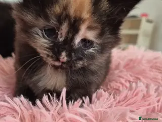 Maine Coon cats Maine Coon Mix Kittens - Advert 6