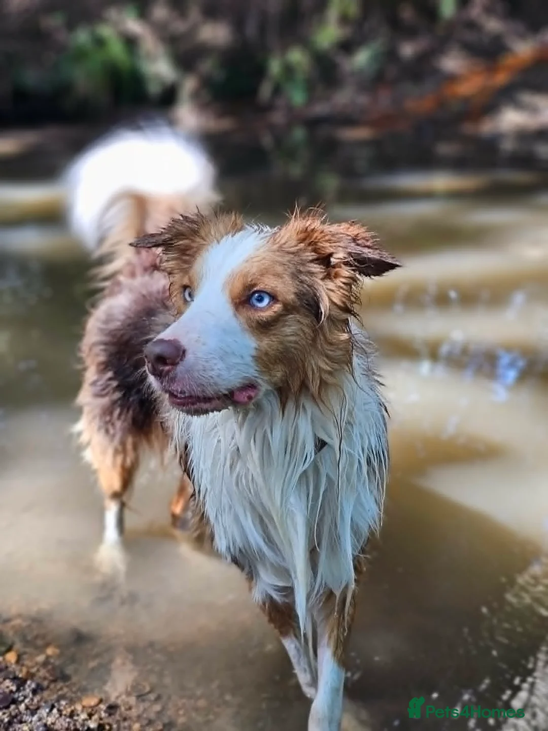 Border Collie dogs for stud: Stunning Blue Eyed Red Merle BorderCollie for Stud - Advert 2