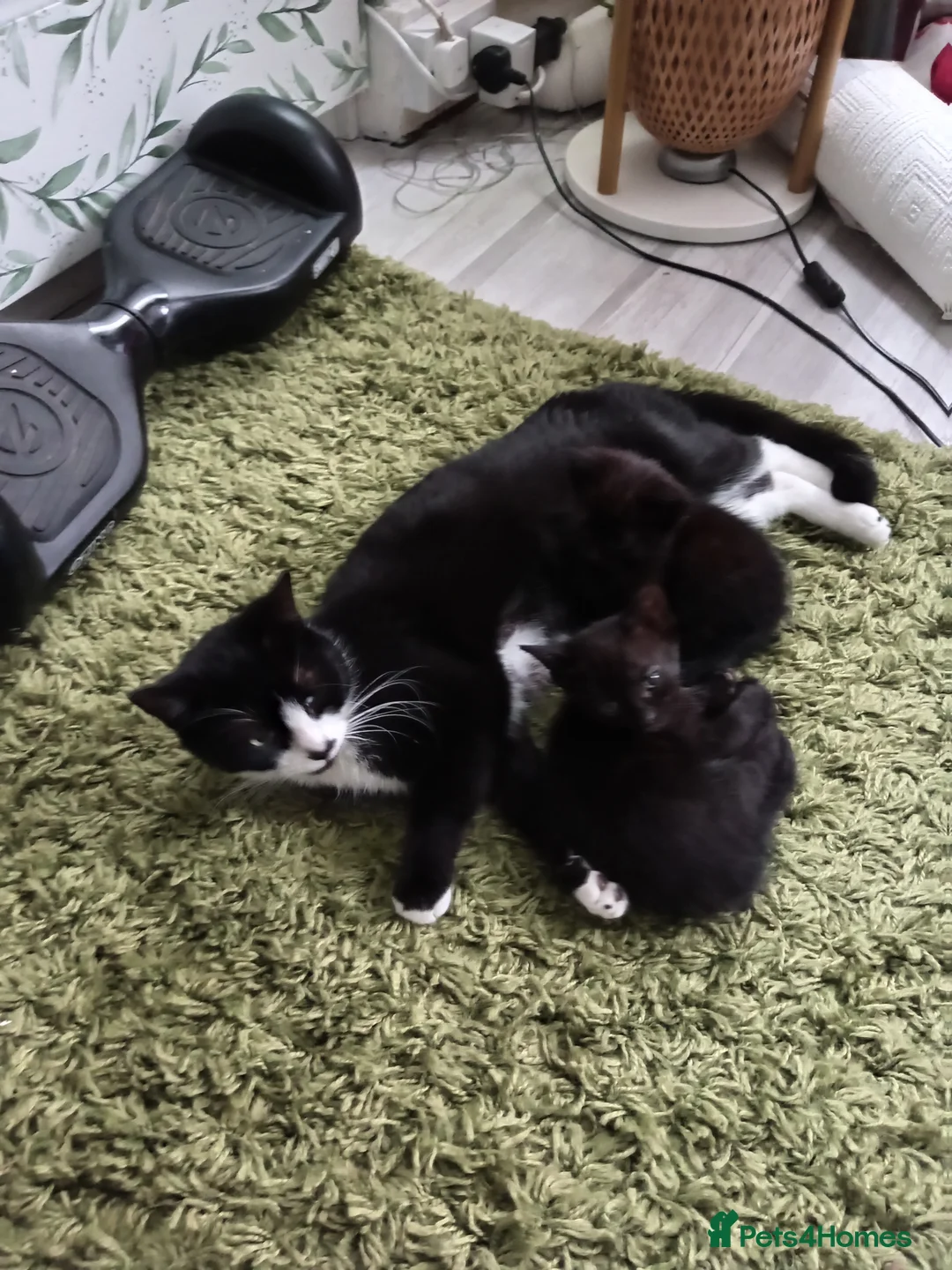 Mixed Breed cats for sale: Beautiful black kitten  - Advert 3