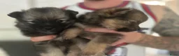 Pomeranian dogs for sale: Fluffy Pomeranian puppies 💖 - Advert 9