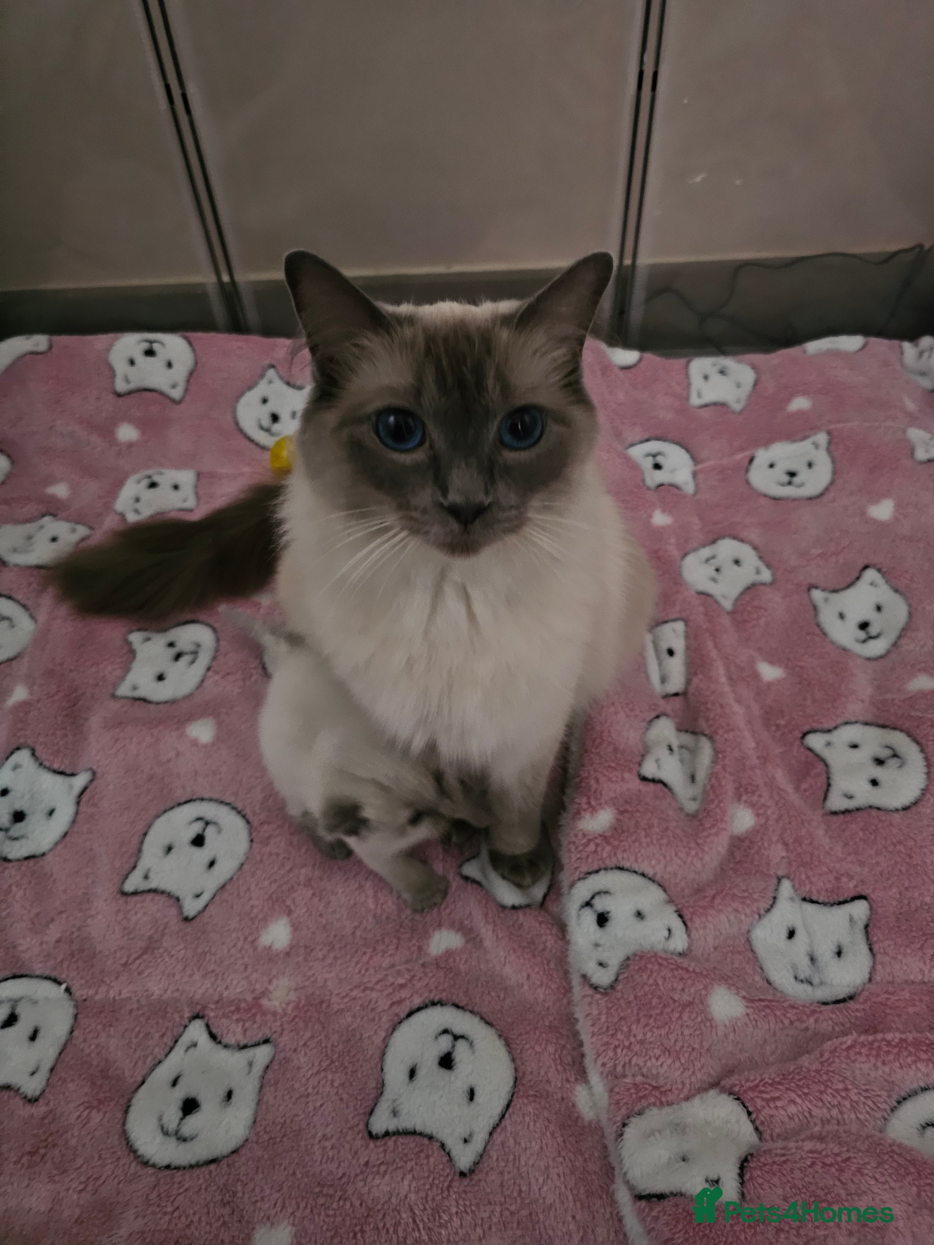 Ragdoll cats Ragdoll kittens  in Selkirk - Advert 2